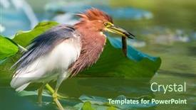  Presentation with lotus - Amazing slide deck having pond-heron-ardeola-bacchus backdrop and a  colored foreground