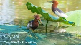  Presentation with pond - Audience pleasing slide deck consisting of pond-heron-ardeola-bacchus backdrop and a  colored foreground
