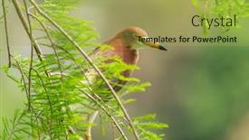  Presentation with green tree - PPT theme enhanced with pond-heron-ardeola-bacchus background and a  colored foreground