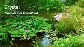  Presentation with aquatic - Colorful presentation design enhanced with pond landscaping with aquatic plants backdrop and a forest green colored foreground