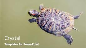  Presentation with pond - Slides having pond-slider-swimming-in-green background and a coral colored foreground