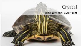  Presentation with pond - PPT layouts featuring pond-slider-trachemys-scripta-isolated background and a white colored foreground