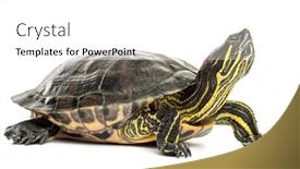  Presentation with pond - Theme consisting of pond-slider-trachemys-scripta-isolated background and a white colored foreground