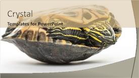  Presentation with pond - Colorful theme enhanced with pond-slider-trachemys-scripta-isolated backdrop and a coral colored foreground