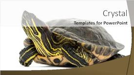  Presentation with pond - Cool new PPT theme with pond-slider-trachemys-scripta-isolated backdrop and a white colored foreground
