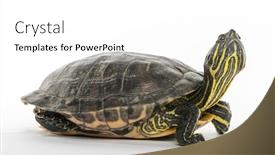  Presentation with pond - Amazing theme having pond-slider-trachemys-scripta-isolated backdrop and a white colored foreground