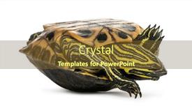  Presentation with pond - Theme featuring pond-slider-trachemys-scripta background and a tawny brown colored foreground