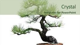  Presentation with bonsai - Presentation design consisting of living organism - ponderosa pine bonsai tree isolated background and a mint green colored foreground