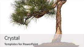  Presentation with pine - Colorful theme enhanced with ponderosa pines - 110 year old pondersa pine backdrop and a light gray colored foreground