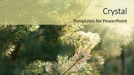  Presentation with pine - Amazing theme having ponderosa pines - frozen pine tree branches backdrop and a blonde colored foreground