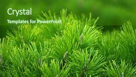  Presentation with green tree - PPT theme having ponderosa pines - green tree background background and a forest green colored foreground