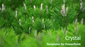  Presentation with green tree - Beautiful presentation featuring ponderosa pines - green tree background backdrop and a tawny brown colored foreground