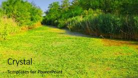  Presentation with ponds - PPT theme featuring reeds - ponds and reed landscape background and a gold colored foreground