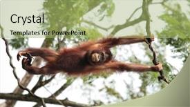  Presentation with animal - Colorful slides enhanced with pongo species - orangutan hanging backdrop and a mint green colored foreground