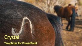  Presentation with mongol - Colorful slides enhanced with pongol - closeup mark on the rump backdrop and a tawny brown colored foreground