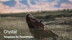  Presentation with mongolian - Slide deck consisting of pongol - golden eagle sits background and a dark gray colored foreground