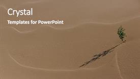  Presentation with life cycle plant - Theme enhanced with pongol - only plant in the sandy background and a coral colored foreground