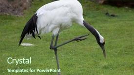  Presentation with crane - PPT theme having pongol - red-crowned crane grus japonensis also background and a tawny brown colored foreground