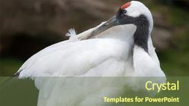  Presentation with crane - Colorful slide set enhanced with pongol - red-crowned crane grus japonensis also backdrop and a tawny brown colored foreground