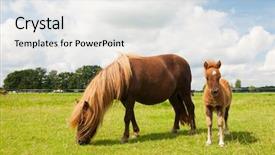  Presentation with foal - Cool new presentation theme with pony and young foal backdrop and a white colored foreground