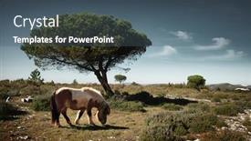 Presentation with pine trees - Amazing PPT theme having pony pasturing in a green field with pine trees under the blue sky backdrop and a ocean colored foreground