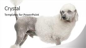  Presentation with poodle - Amazing slide deck having stand tall - poodle 1 year old standing backdrop and a white colored foreground