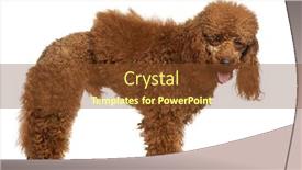  Presentation with poodle - Slides with poodle-1-year-old-standing background and a tawny brown colored foreground