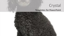  Presentation with poodle - Beautiful presentation theme featuring poodle 12 years old sitting in front of white background backdrop and a light gray colored foreground