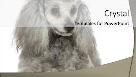  Presentation with poodle - Colorful slides enhanced with poodle 13 months in front of white background backdrop and a white colored foreground
