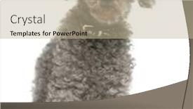  Presentation with poodle - Theme consisting of poodle-13-years-old-sitting background and a mint green colored foreground