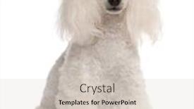  Presentation with poodle - Colorful PPT theme enhanced with social innovation technology backdrop and a cream colored foreground
