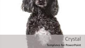  Presentation with poodle - PPT theme featuring poodle 5 years old sitting against white background background and a light gray colored foreground