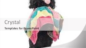  Presentation with poodle - Cool new theme with mexican theme - poodle 5 years old standing backdrop and a sky blue colored foreground