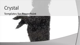  Presentation with poodle - Slide set enhanced with poodle-5-years-old-standing background and a white colored foreground