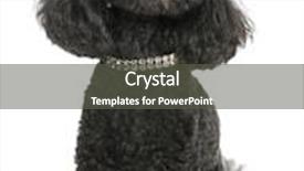  Presentation with poodle - Colorful theme enhanced with 5 years old with diamond backdrop and a dark gray colored foreground