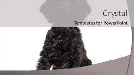  Presentation with poodle - PPT theme enhanced with poodle 9 months old sitting background and a light gray colored foreground