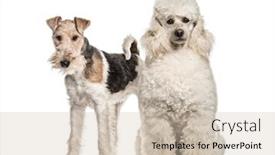  Presentation with poodle - Presentation design featuring poodle dog 6 years old standing against white background background and a soft green colored foreground