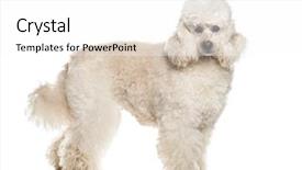 Presentation with poodle - Cool new PPT theme with poodle dog 6 years old backdrop and a white colored foreground