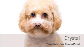  Presentation with poodle - Amazing slides having poodle-dog-isolated-on-white backdrop and a coral colored foreground