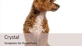  Presentation with poodle - Presentation theme consisting of  background and a  colored foreground