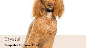  Presentation with poodle - Beautiful slide set featuring poodle dog sitting against white background backdrop and a coral colored foreground