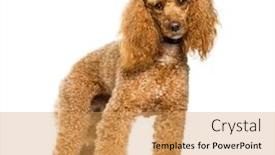  Presentation with poodle - Audience pleasing presentation design consisting of poodle dog standing against white background backdrop and a yellow colored foreground