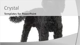  Presentation with poodle - Theme with poodle-in-front-of-white background and a white colored foreground
