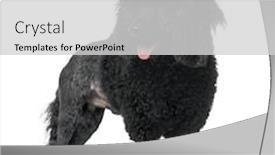  Presentation with poodle - Audience pleasing PPT theme consisting of poodle-looking-down-and-sticking backdrop and a light gray colored foreground