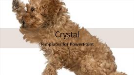  Presentation with poodle - Beautiful presentation featuring poodle puppy 2 months old backdrop and a coral colored foreground