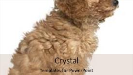  Presentation with poodle - Beautiful theme featuring poodle puppy 2 months old sitting in front of white background backdrop and a coral colored foreground