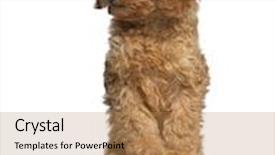  Presentation with poodle - Theme with poodle puppy 2 months old and a turtle in front of white background background and a coral colored foreground