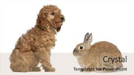  Presentation with poodle - Colorful slide deck enhanced with poodle puppy 2 months old and rabbit in front of white background backdrop and a coral colored foreground