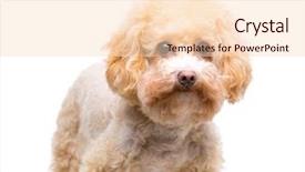  Presentation with poodle - Beautiful theme featuring poodle puppy backdrop and a lemonade colored foreground