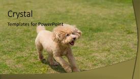  Presentation with dog park - Presentation theme enhanced with poodle run in the park background and a gold colored foreground